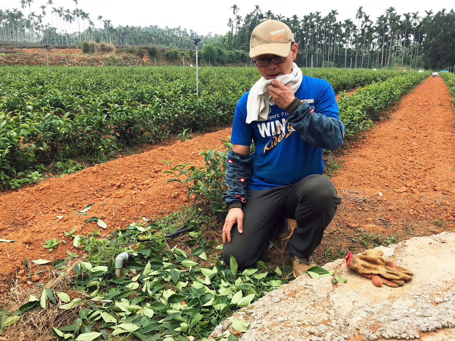 Farming in the tea garden