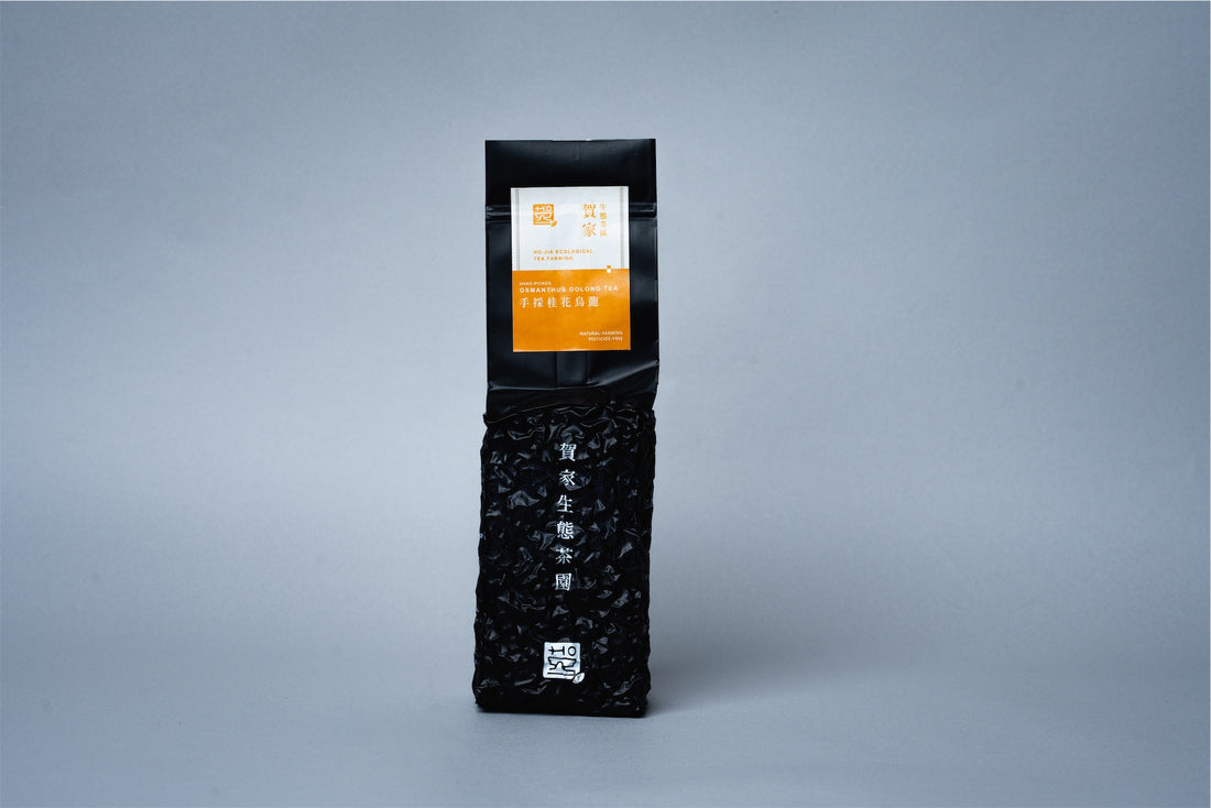 手採桂花烏龍茶